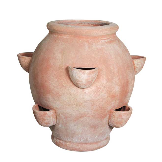 fragoliera in terracotta